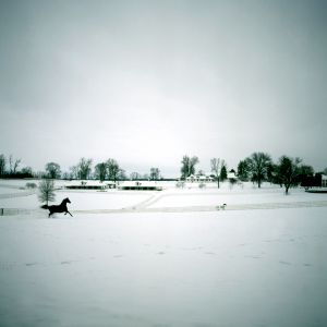 Stallion In The Snow Darby Dan Farm
