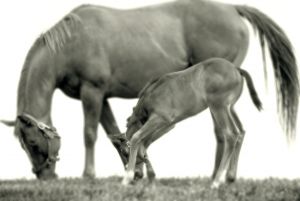 Mare and Foal, 22